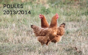 Poules de Brassage U15 U13 U11 + calendrier