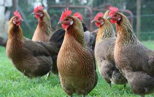 Poules Jeunes District