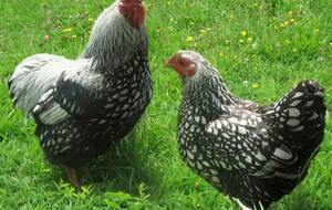 Poules Championnats Jeunes