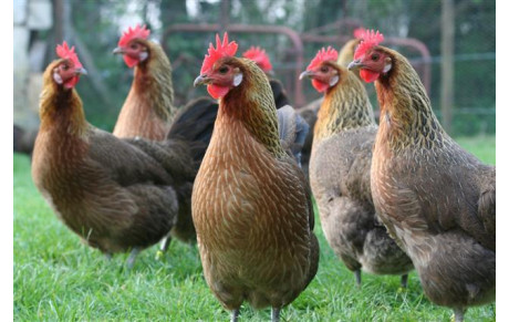 Equipes Régionales +D1 : 2015-2016 Poules + Cartes